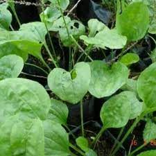 Faktanya, daun kelor menyimpan banyak manfaat untuk kesehatan tubuh. Tanaman Herbal Daun Sendokan Ki Urat Shopee Indonesia