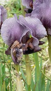 Pollination in plants is the act of transferring pollen grains from the male anther of a flower to the female stigma. Iris Haynei Wikipedia