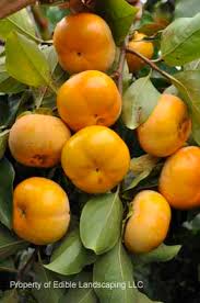 Meader persimmon will produce annually making this persimmons an excellent. Persimmon Asian Edible Landscaping
