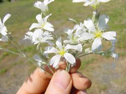 Image result for Cerastium tomentosum