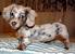 Teacup Dapple Long Haired Dachshund
