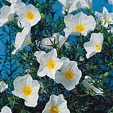 Image result for Nierembergia hippomanica