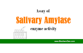 assay of salivary amylase enzyme activity enzyme activity