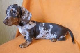 A black and tan dachshund is mostly black with tan points above the eyes, around the nose/muzzle, on their feet, chest, and under the tail. Dapple Dachshund Welcome To The Sausage Dog World