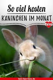 Du Wunscht Dir Ein Kaninchen Mit Diesen Kosten Musst Du Rechnen In 2020 Kaninchen Kaninchenhaltung Kaninchen Aussengehege