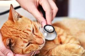 Maximum heart rate — how high can you go? 6 Symptoms Of A Dying Cat Lovetoknow