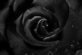 Black Background With Rose In Middle Image Result For Black Roses 4k Wallpaper Purple Roses Wallpaper Black Rose Rose Wallpaper