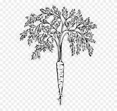 We did not find results for: Cartoon Tree Roots 28 Buy Clip Art Carrot Plant Black And White Free Transparent Png Clipart Images Download