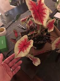 Smart gardens are called this way because they determine the right amount of water and the duration of light to create the perfect growing conditions, depending on what you're growing. I Found This Lovely At A Local Hardware Store Labeled Upright Foliage Help With Id And Care Please Indoorgarden