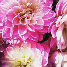 Dahliasymbolism The Symbolic Meaningof Thedahliain The Victorian Language Offlowershas Survived When Given As A Gif Flowers Language Of Flowers Dahlia Flower