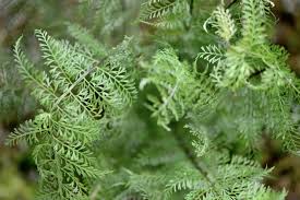 Image result for Asplenium stuhlmannii
