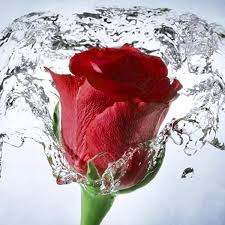 Hd wallpaper iphone wallpaper cute wallpaper cool wallpaper find your perfect wallpaper and download the image or photo for free. Flower Wallpaper Floral Rose Background Rosely Amazon De Apps Spiele