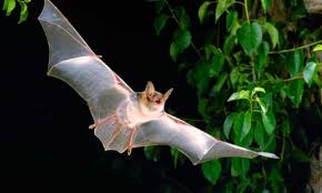 The sounds that the bat makes are represented by the yellow sound waves just like bat echolocation, sonar uses sound waves to navigate and determine the location of sound waves and sound reflection is used by bats and dolphins to echolocate; The Last Bat The Mystery Of Britain S Most Solitary Animal Wildlife The Guardian