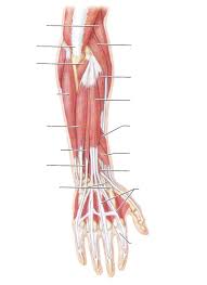 The muscles of the upper arm are responsible for the flexion and extension of the forearm at the elbow joint. Blank Arm Diagram Worksheets Printable Diagram Muscle Diagram Arm Muscles Human Anatomy Chart