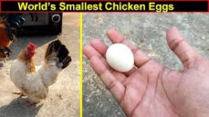 Generally, it isn't much of a problem if you keep the water clean and fresh. Bantam Eggs Bantam Chicken Laying Eggs Youtube