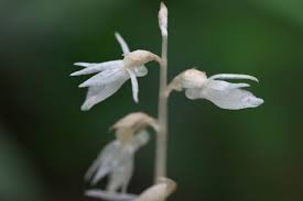 Image result for Epipogium roseum