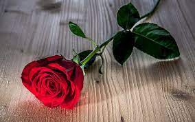 Hd Wallpaper Red Rose Flower Wooden Table Wallpaper Flare Red Rose Flower Hybrid Tea Roses Red Roses