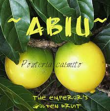 Unbeatable prices · online since 2002 · online since 2002 Polynesian Produce Stand Abiu Pouteria Caimito The Emperor S Golden Fruit Tree Live Pot D Starter Plant