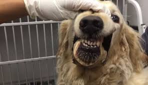 Once a bone is cooked, it is very dangerous for a dog to eat it. How To Cook Marrow Bones For Dogs In June 2021 Guide