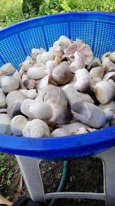 We did not find results for: Cendawan Volva Kluang Siaran Facebook