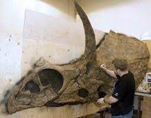 Meet Eotriceratops A Possible Ancestor Of Triceratops Dinosaur Fossils Fossils Dinosaur