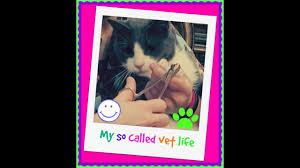 How complicated a simple ingrown nail in a kitty or a dog can become in the field of human it is removing 1 problematic nail that the cat should not have been born with in the first place. How To Fix Ingrown Cat Nails Importance Of Trims Veterinarian Tip Youtube