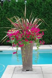 Nice For A Tall Planter Container Gardening Flowers Container Plants Outdoor Flowers