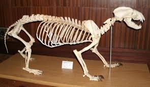 Google Image Result For Http Www Taxidermy Net Forum Index Php 3faction 3ddlattach 3btopic 3d271711 0 3battach 3d129257 3bimage Honey Badger Badger Design