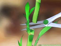 How to take care of lucky bamboo. How To Take Care Of Lucky Bamboo 12 Steps With Pictures Lucky Bamboo Plants Bamboo Plant Care Lucky Bamboo