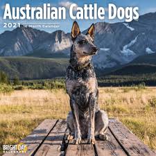They were bred specifically to drive cattle over long distances and often across rough terrain. Australian Cattle Dog Kalender 2021 Kaufen Einfach Online Bestellen Kalenderwinkel Nl
