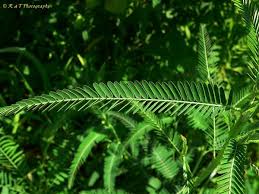 Image result for Sesbania pachycarpa
