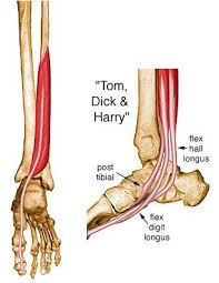 Want to learn more about it? Flexor Hallucis Longus Uw Radiology