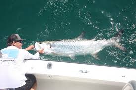 How big can a tarpon get? Tarpon Fishing In Florida All You Need To Know
