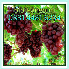 Pos tentang bibit tanaman hidroponik yang ditulis oleh topik12345 Terjamin 0831 4481 6234 Wa Call Harga Bibit Anggur Hidroponik Magelang Kebumen Call Https Wa Me 6283144816234 Jual Tanaman Anggur Dalam Pot Tanam Anggur Cepat Berbuah Tanam Anggur Hidroponik Tanam Anggur Hijau Tanam Anggur Hitam Tanam Pokok