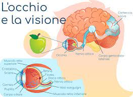 In realtà, sembra proprio che anche l'emicrania classica abbia dei collegamenti forti con le vertebre cervicali. Dolore All Occhio Sinistro O Destro Cause E Rimedi
