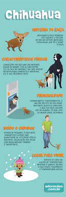 Chihuahua Historia Da Raca Caracteristicas Fisicas Personalidade Temperamento Saude E Cuidados Lugar Para Viv Chihuahua Chihuahua Dogs Chihuahua Training