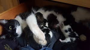 A Cat Gave Birth Under This Man S Bed But It Wasn T His Cat And His Twitter Thread Is A Must Read Cats Cats And Kittens Kittens