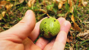 1,127 free images of walnut. How To Identify Walnut Trees Youtube