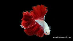 Wallpaper betta fish, kumpulan foto dan gambar wallpaper ikan cupang hias.betta atau ikan cupang adalah termasuk ikan hias air tawar yang populer di dunia. Wallpaper Hd Ikan Cupang Download Wallpaper Ikan Cupang Wallpaper Ikan Cupang Hias Wallpaperikancupang Wallpaperikancupanghia Ikan Cupang Ikan Ikan Tropis