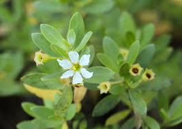 Image result for Pemphis