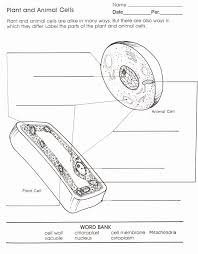 Image Result For Worksheet Compare And Contrast Between Animal Cell And Plant Cell Cells Worksheet Plant And Animal Cells Plant Cells Worksheet