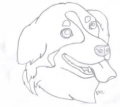 Then draw the nose and eyes step 5: Bernese Mountain Dog By Sincerlyyours On Deviantart