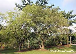 Image result for Dalbergia