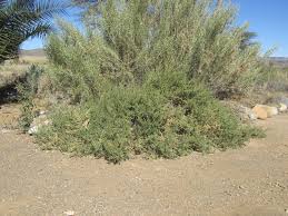 Image result for Salsola rabieana