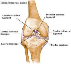 Best Leg Exercises To Strengthen The Quads Hamstrings And Glutes Joints Anatomy Knee Joint Anatomy Knee Ligaments