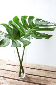 Monstera Blatter Als Schnittblumen Halten Super Lange In Der Vase Sie Sorgen Fur Urban Jungle Flair Im Wohnzimmer Und Bringen Monstera Schnittblumen Deko Grun