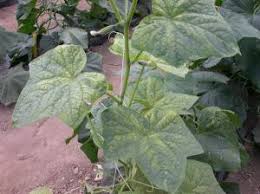 Image result for spider mites on cucumbers