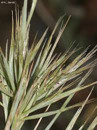 Image result for Cymbopogon pospischilii