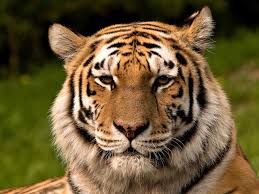 The tiger is the largest and heaviest member of the cat family. File Siberischer Tiger De Edit02 Jpg Wikimedia Commons