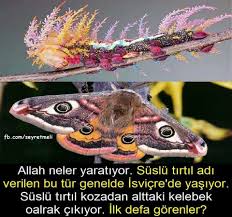 Allah Neler Yaratiyor Nadide Hayvanlar Kelebekler Hayvanlar